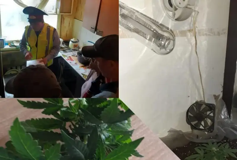 Коноплю в квартире выращивала 60-летняя жительница Степногорска