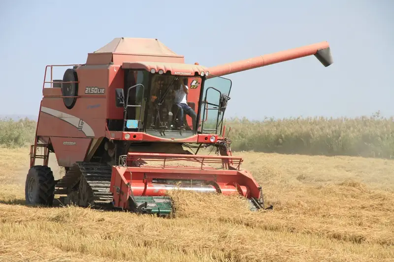 Қызылордада күріш жинау жұмыстары қызу жүргізіліп жатыр