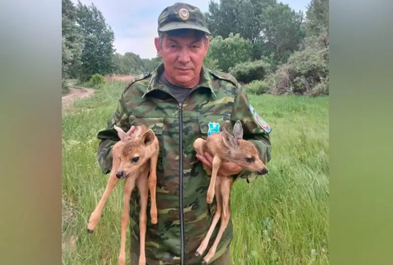 Двух малышей косули выкармливают павлодарские лесники