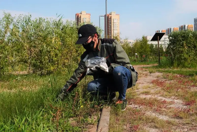 Подготовка к дератизационным мероприятиям началась в Нур-Султане