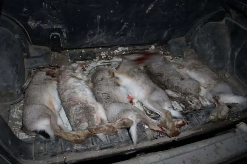 Вооруженного браконьера с тушами зайцев обнаружили в Кызылординской области