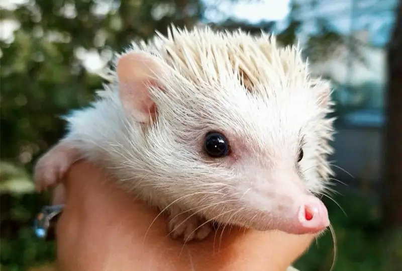 Необычный ежик появился в ботаническом саду Петропавловска