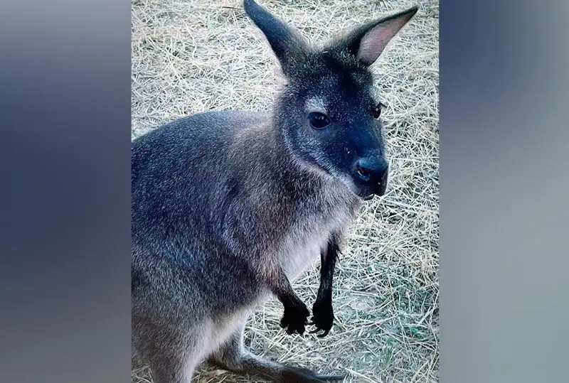 Shymkent zoobaǵyna avstralııalyq kengýrý jetkizildi
