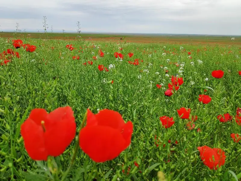 Түркістан облысында қызғалдақ құлпырып тұр