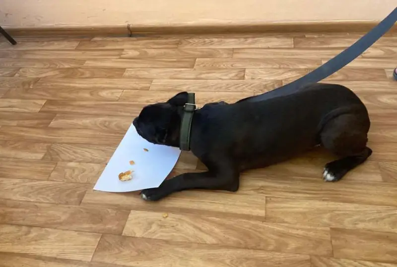 Похищенного щенка бойцовской породы вернули хозяину полицейские СКО