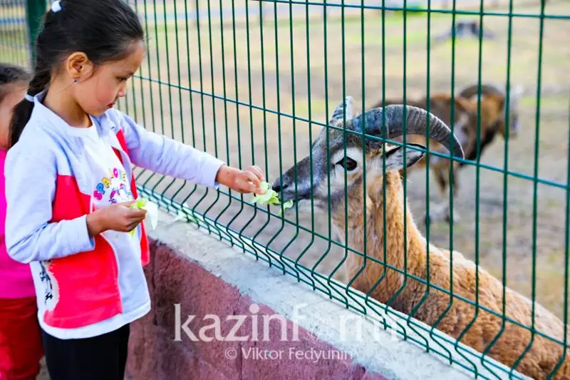 Рожденные в неволе: зоосад в Боровом стал домом для спасенных и раненых животных