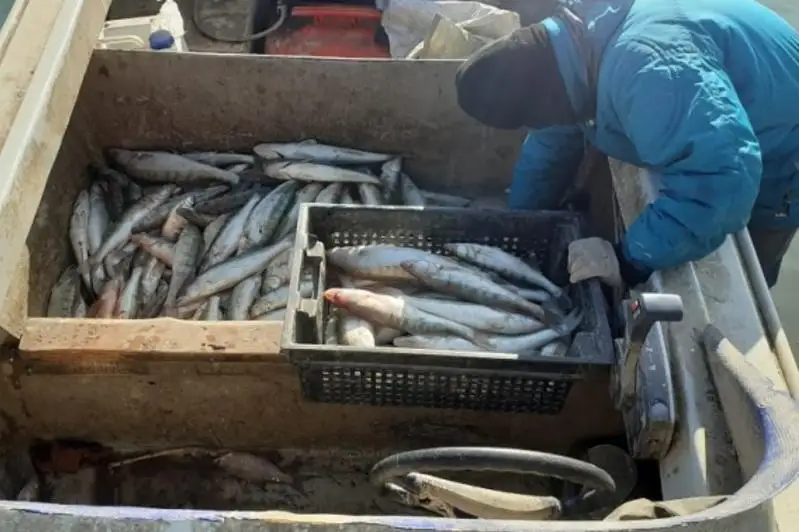 قازاقستاندا براكونەرلەرگە جازا كۇشەيتىلدى