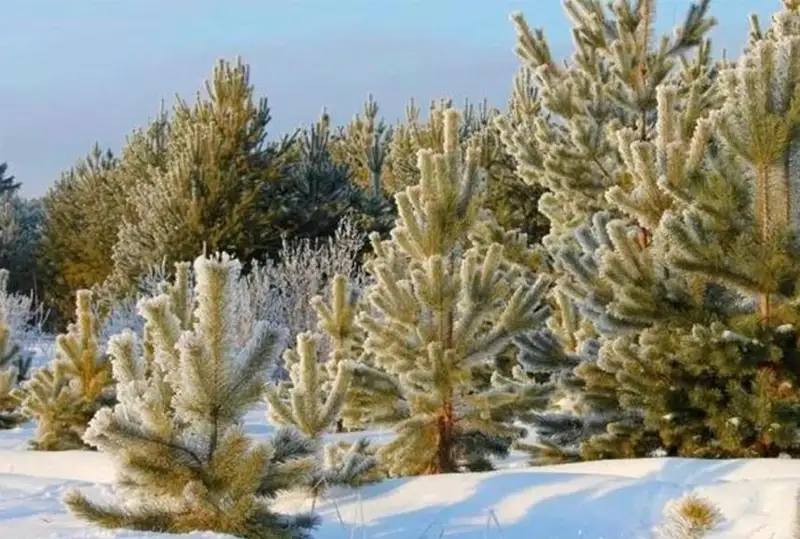 Карагандинские лесничие задержали мужчину с тремя срубленными соснами