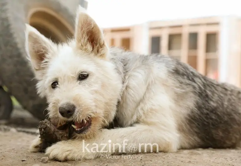 В Казахстане разработан законопроект о защите животных