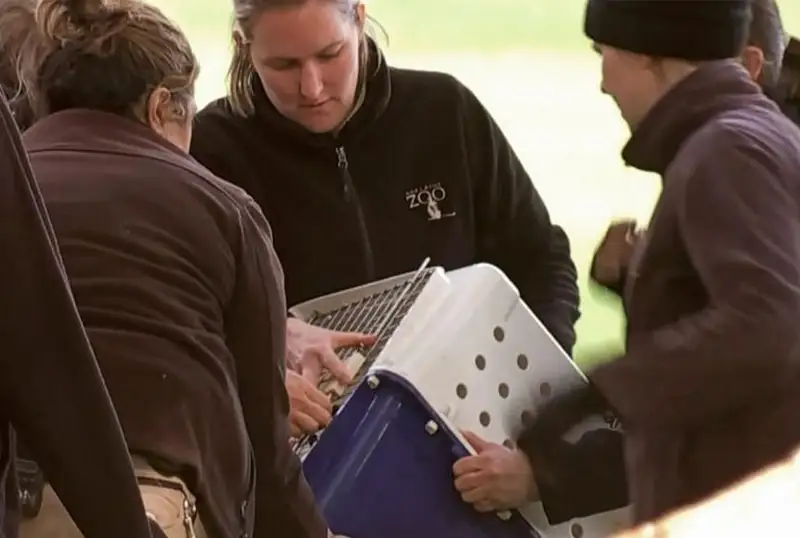 Красную панду нашли на фиговом дереве после побега из австралийского зоопарка