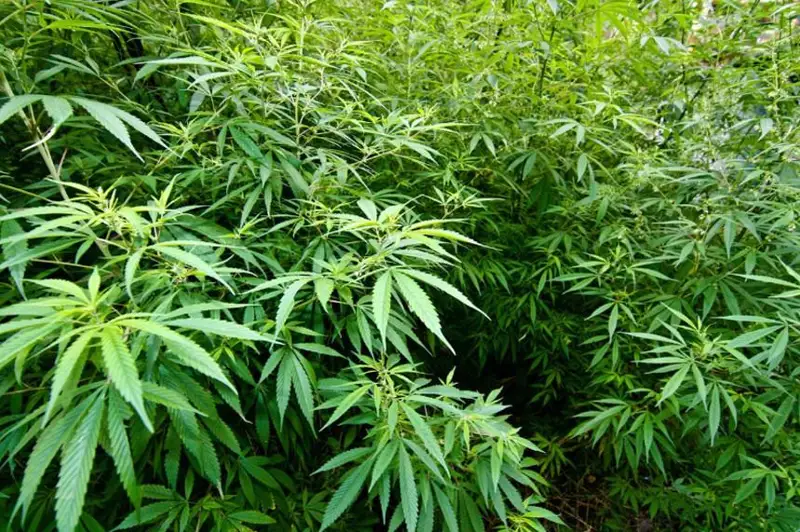 Плантации индийской марихуаны культивируют в южных регионах - МВД РК