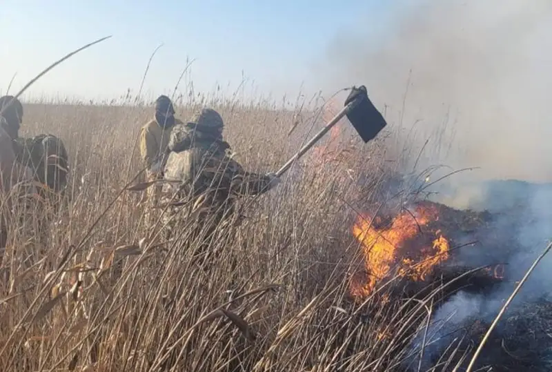 На побережье Каспия выгорело 1500 гектаров тростника