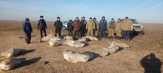 Өзенде қатып қалған 21 киіктің өлексесі табылды - БҚО