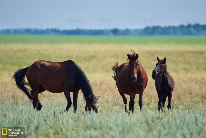 جىلقى مالىن نەگە قۇرباندىققا شالۋعا بولمايدى؟