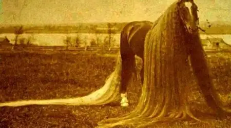الەمدەگى جالى ەڭ ۇزىن جىلقى تۋرالى بىلەسىز بە؟