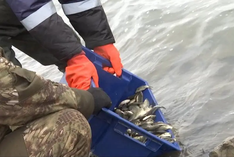 Более 400 тысяч мальков выпустили в водоемы Карагандинской области
