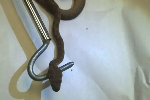 ۇشاق ىشىنەن جىلان شىققان