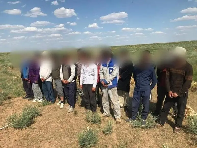 Группа нелегалов добывала ферулу в Туркестанской области