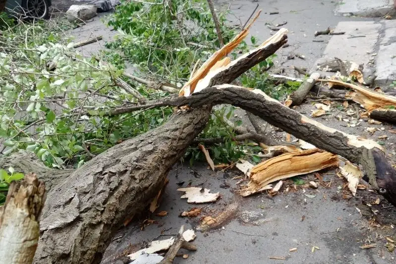 242 случая падения деревьев зафиксировали в Алматы с начала года