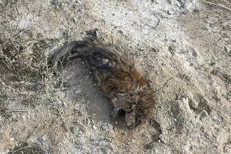 Pavlodardyq eki azamat eki ondatr aýlap alǵan
