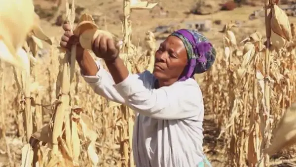 ب ۇ ۇ: الەمدە 155 ميلليون ادام اشتىق زاردابىن تارتۋدا