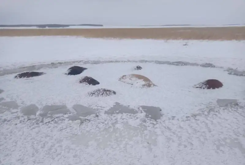 50 лошадей погибли, провалившись под лед в СКО