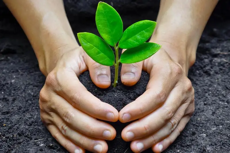 Желающим озеленить дворы раздадут саженцы в Алматы