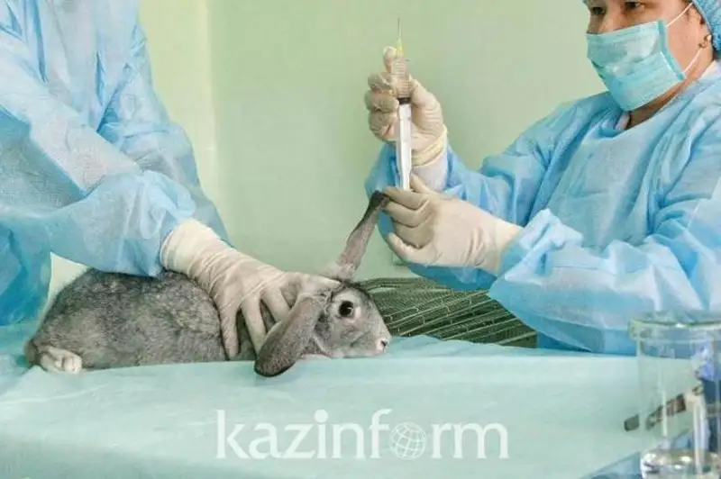 Veterınarııa uıymdaryn respýblıka bıýdjetinen qarjylandyrý tıimsiz – Smaıylov