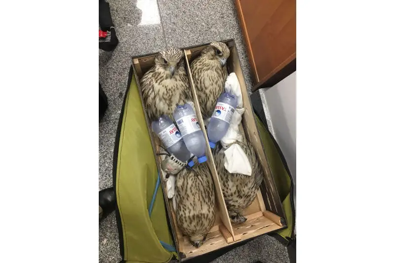 Астанада 23 ителгі құсын Арабияға өткізбек болғандар ұсталды