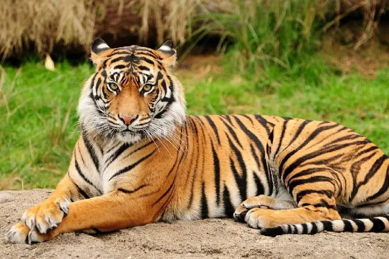 پاتشا ۇعىمىنا لايىقتى اڭ – جولبارىس - فوتو