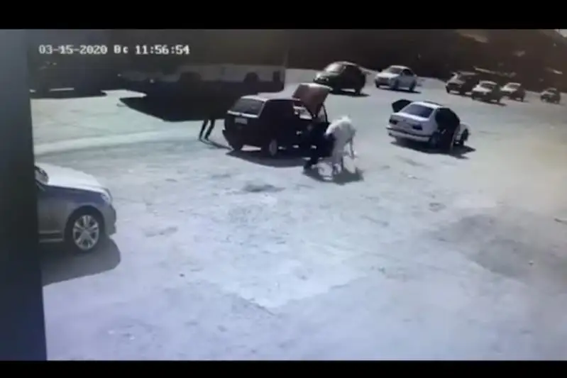 شىمكەنتتە جول بويىنا شىققان بۇقا ءبىر ادامدى ءسۇزىپ كەتكەن