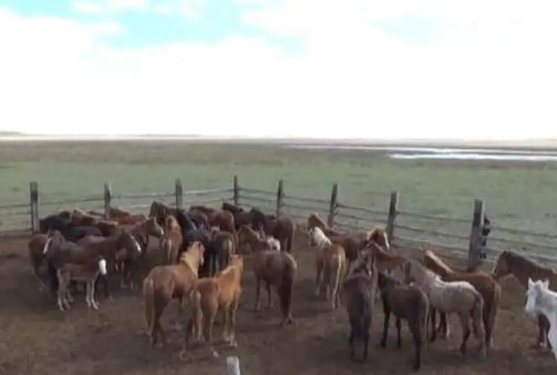 Похитившая 167 голов скота у жителей трех областей ОПГ ликвидирована