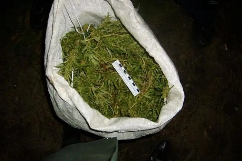 ەلوردانىڭ ءتارتىپ ساقشىلارى 80 كەلى ماريحۋانا ساتپاق بولعان كۇدىكتىنى قولعا ءتۇسىردى