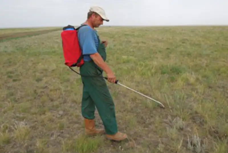 Химобработку против саранчи провели в Атырауской области