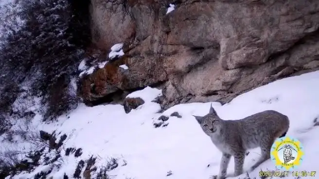 Краснокнижную рысь сняли фотоловушки заповедника в Алматинской области