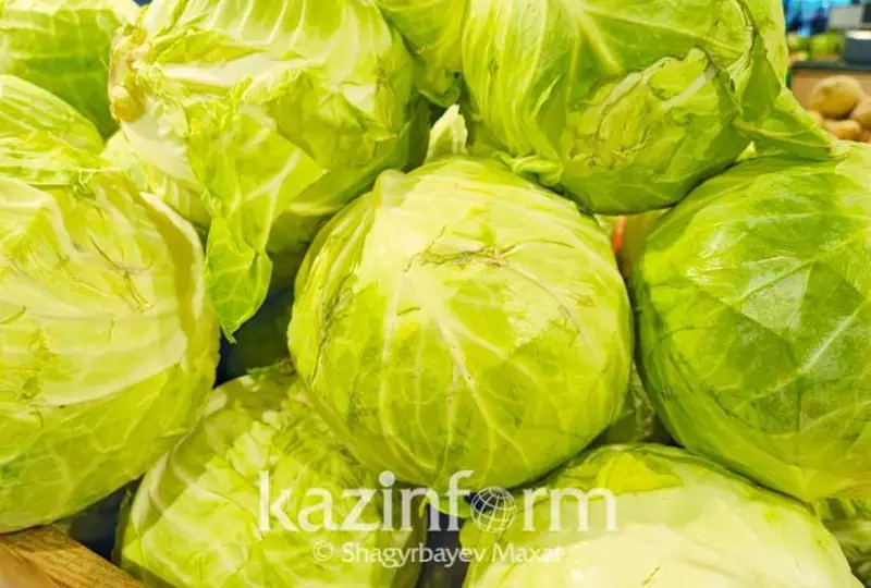 Овощехранилище на пять тысяч тонн продукции построят в СКО