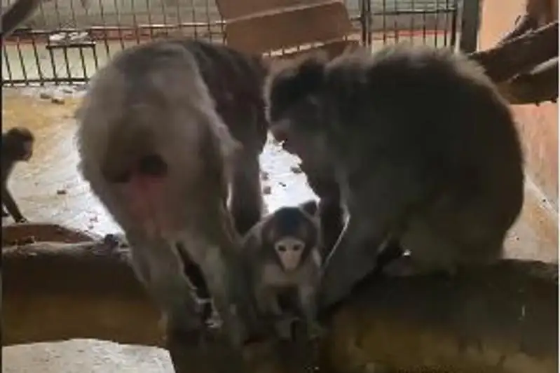 Детёныш японских макак родился в Алматинском зоопарке