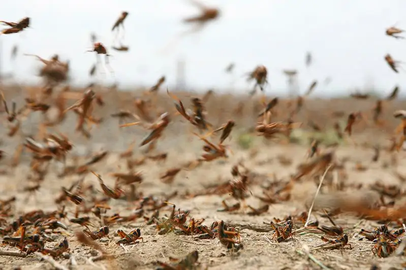 Что говорят о нашествиях саранчи с XIX века в Павлодарской области