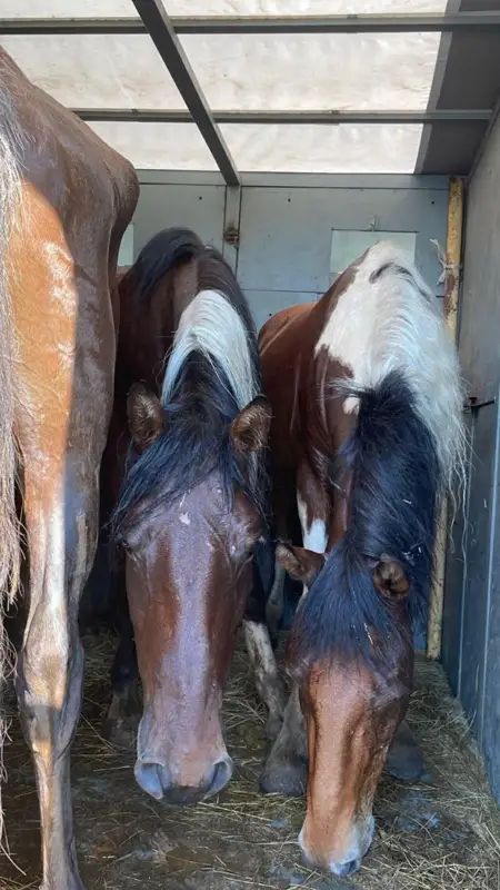 Спецоперацию по задержанию группы скотокрадов провели костанайские полицейские