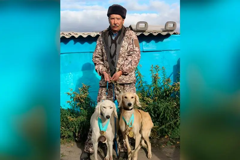 قاراعاندى وبلىسىندا قۇماي تازى ءوسىرۋ قايتا جاڭعىرتىلىپ جاتىر