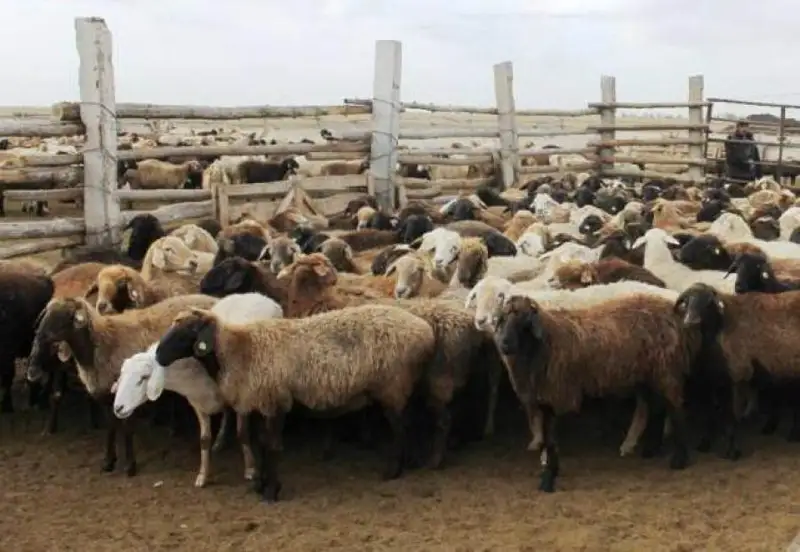 بولات بوپاي ۇلى: قوي - ءتورت تۇلىكتىڭ ىشىندەگى ەڭ قاسيەتتىسى