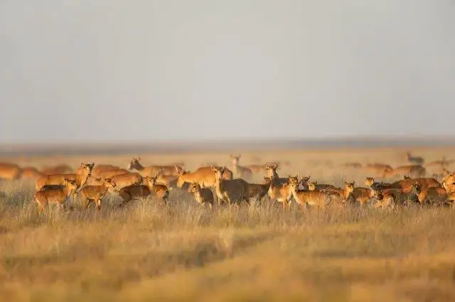 قۇرالايدىڭ سالقىنى تۋرالى نە بىلەسىز؟