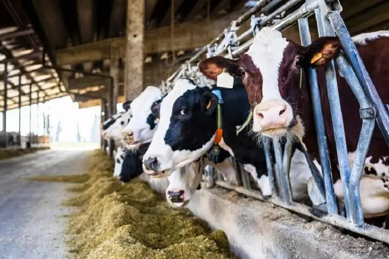 Увеличить количество молочно-товарных ферм планируют в Павлодарской области
