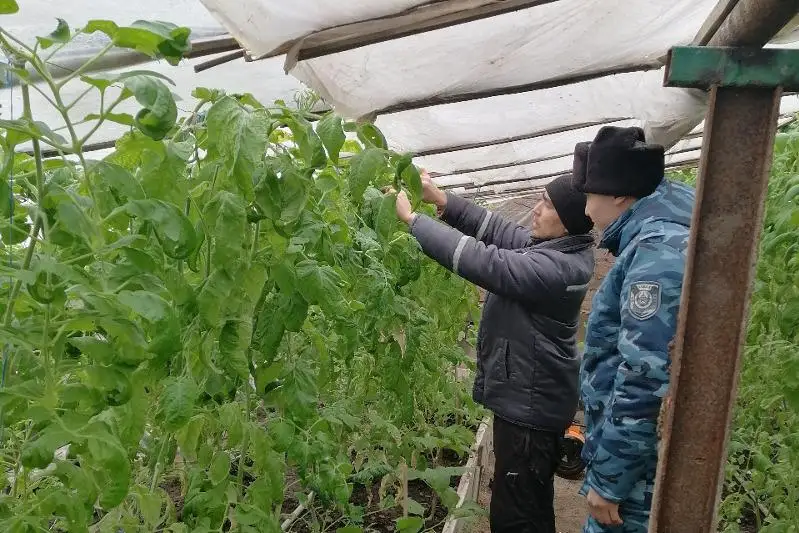 Semeıdegi túrmede sottalǵandardy jumyspen qamtý úshin jańa kásiporyn ashyldy