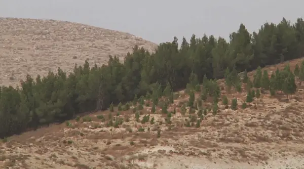 يزرايلدە 70 جىل بۇرىن ورماندى القاپ مۇلدەم بولماعان