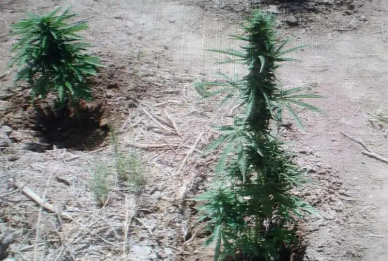 Полицейские обнаружили более 300 кустов конопли в Кызылординской области