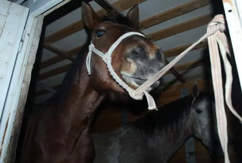 Украденный скот на 5 млн тенге вернули владельцам полицейские ВКО