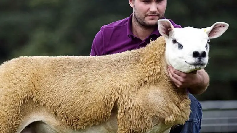 الەمدەگى ەڭ قىمبات قوي شوتلاندياداعى اۋكسيوندا ساتىلدى