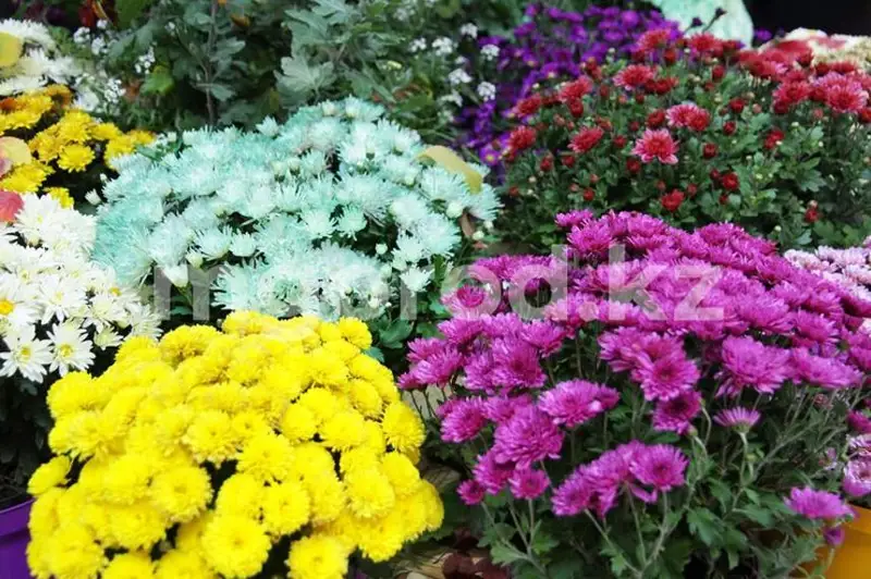 150 сортов хризантем представили на выставке в Уральске