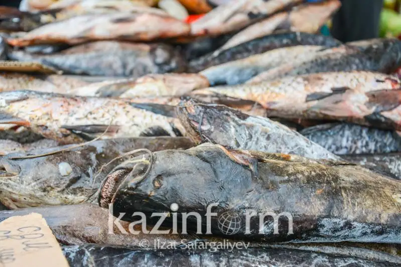 قىزىلوردادا سيرەك ​كەزدەسەتىن بالىق اۋلاعاندار ۇستالدى